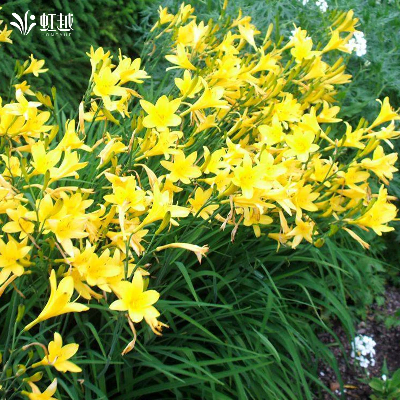 虹越可食用萱草大花萱草盆栽小苗庭花园阳台多年生宿根观赏花卉