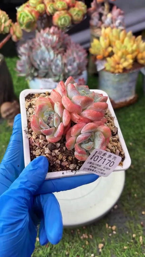 昆明印象多肉07170