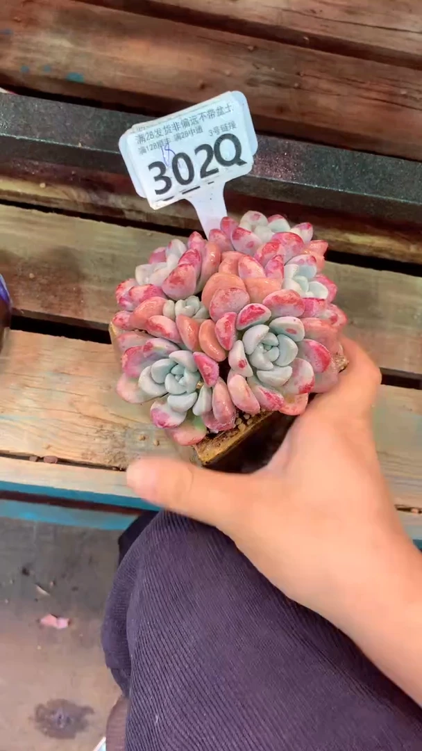 302Q(一物一拍实付满28发货，默认不带盆土）