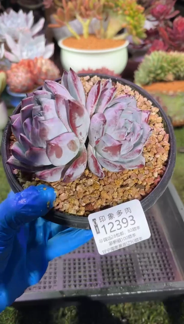 【闪购商品】12393