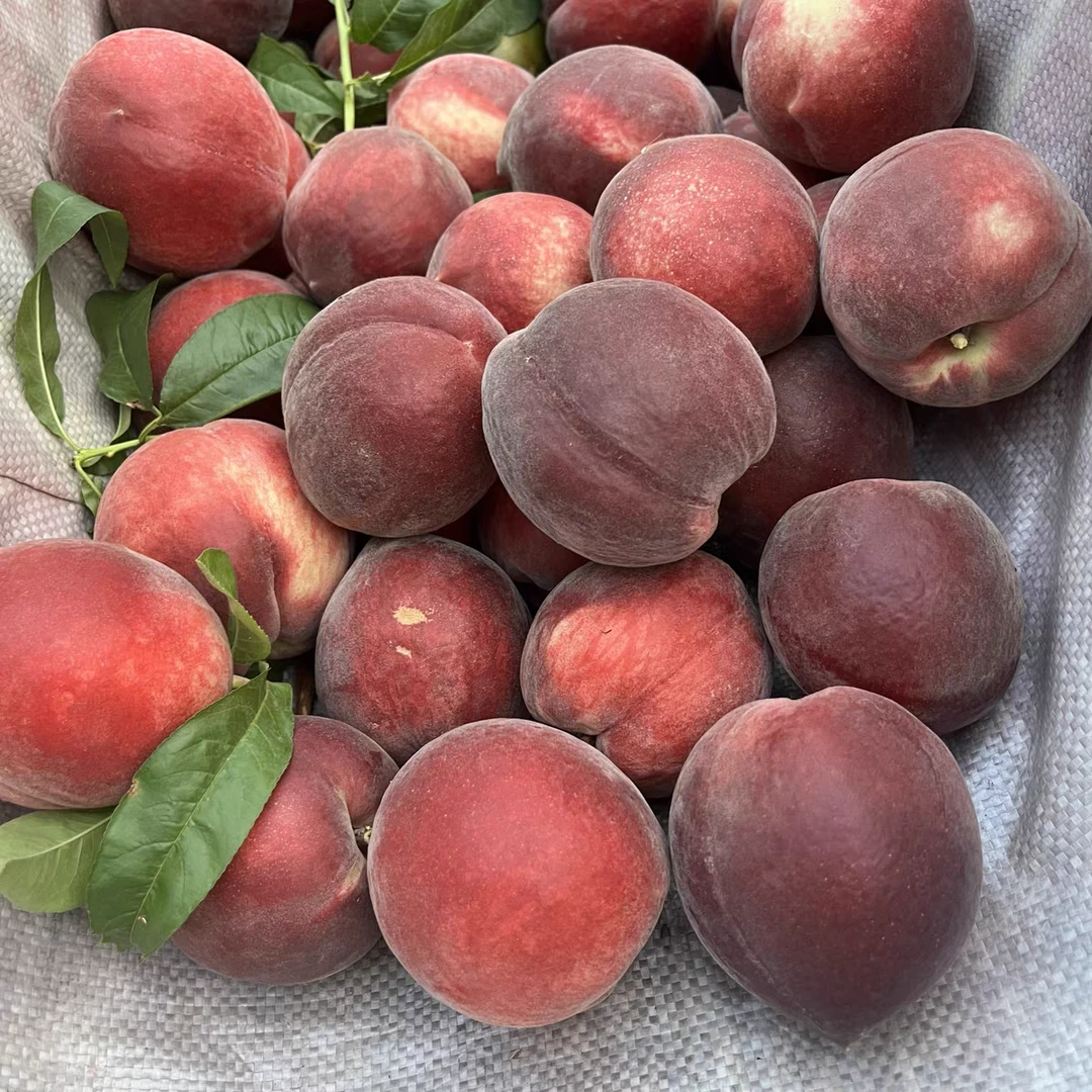 云南文山高山桃子大山里的味道新鲜水果现摘现发甜脆可口水蜜桃