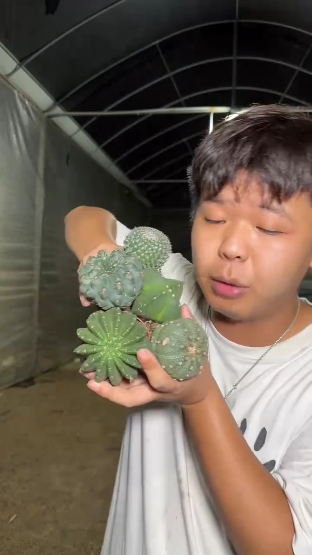 金刚彩草+兜+鸾凤玉+绯花玉+玉翁
