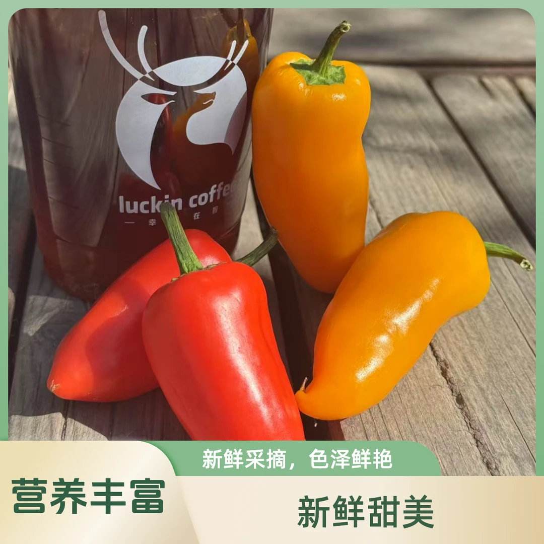 【现摘现发】寿光农家种植迷你水果椒清甜不辣