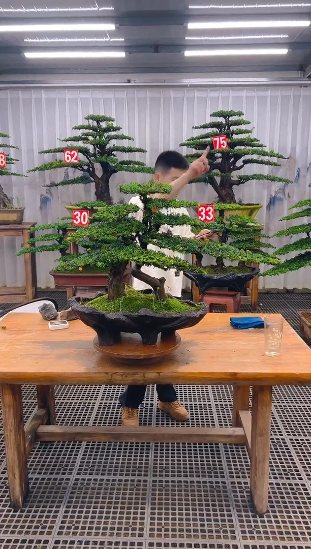 无花朵精品盆景直播间一物一拍