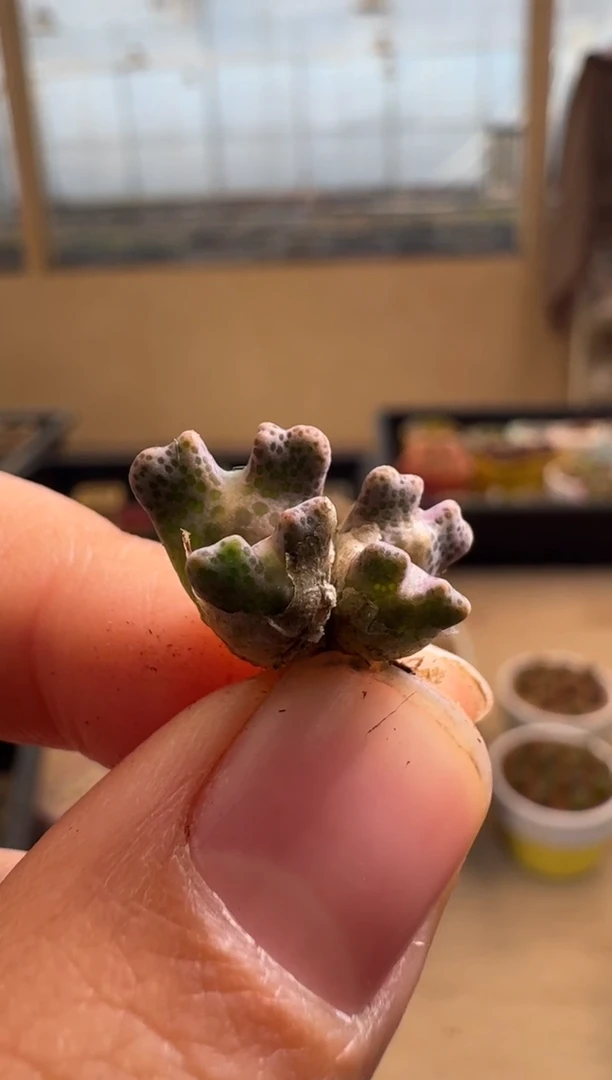 【闪购商品】1-20-54