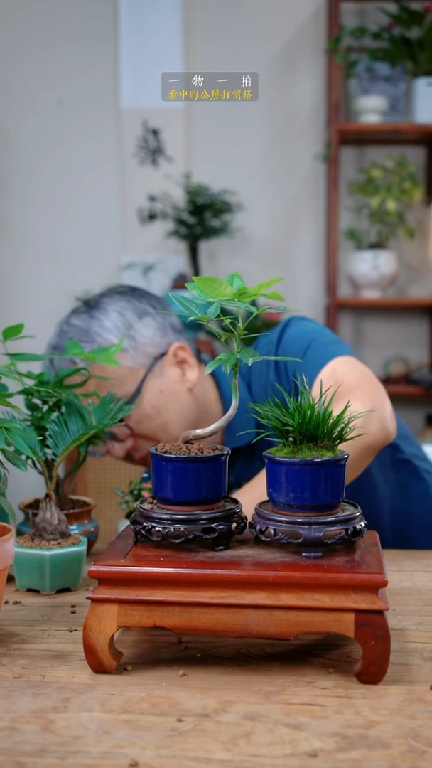 完全开放何*蓉发财树+菖蒲287