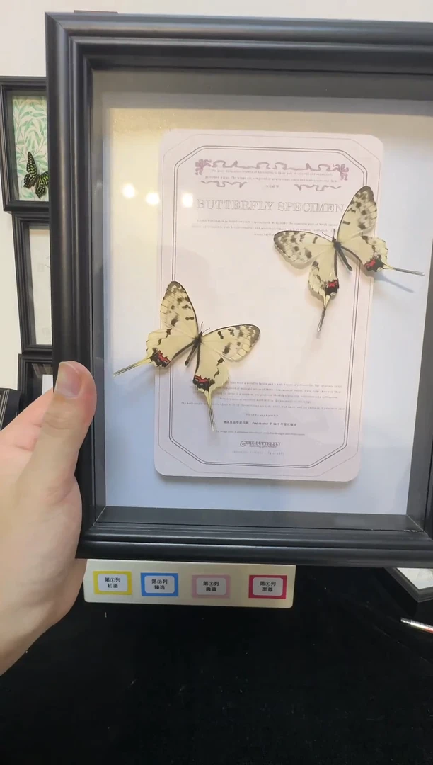 玻璃真实蝴蝶标本