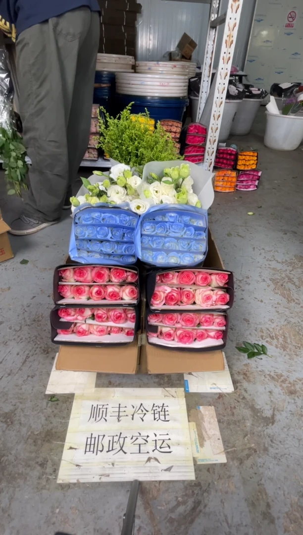 艾沙20枝+碎冰蓝20枝+白桔梗400克+黄莺