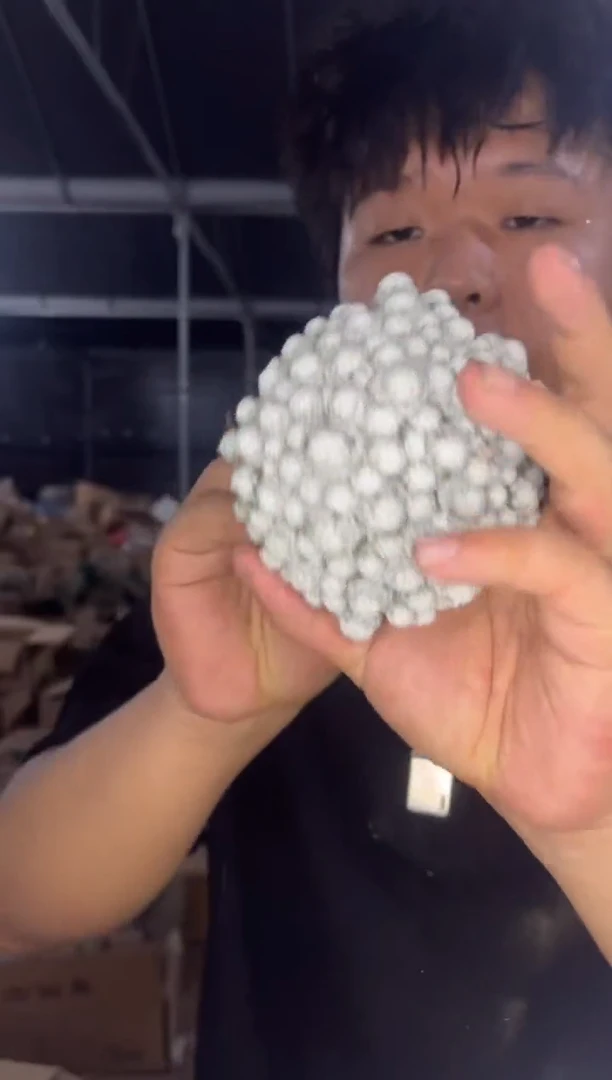 姬春星 群生【带根】6-8cm