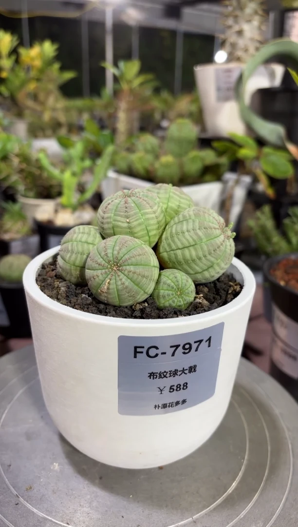 布纹球大戟FC-7971