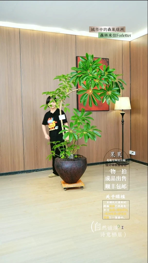 完全开放香日本进口保罗大叶伞种好栽好一整套送货上门