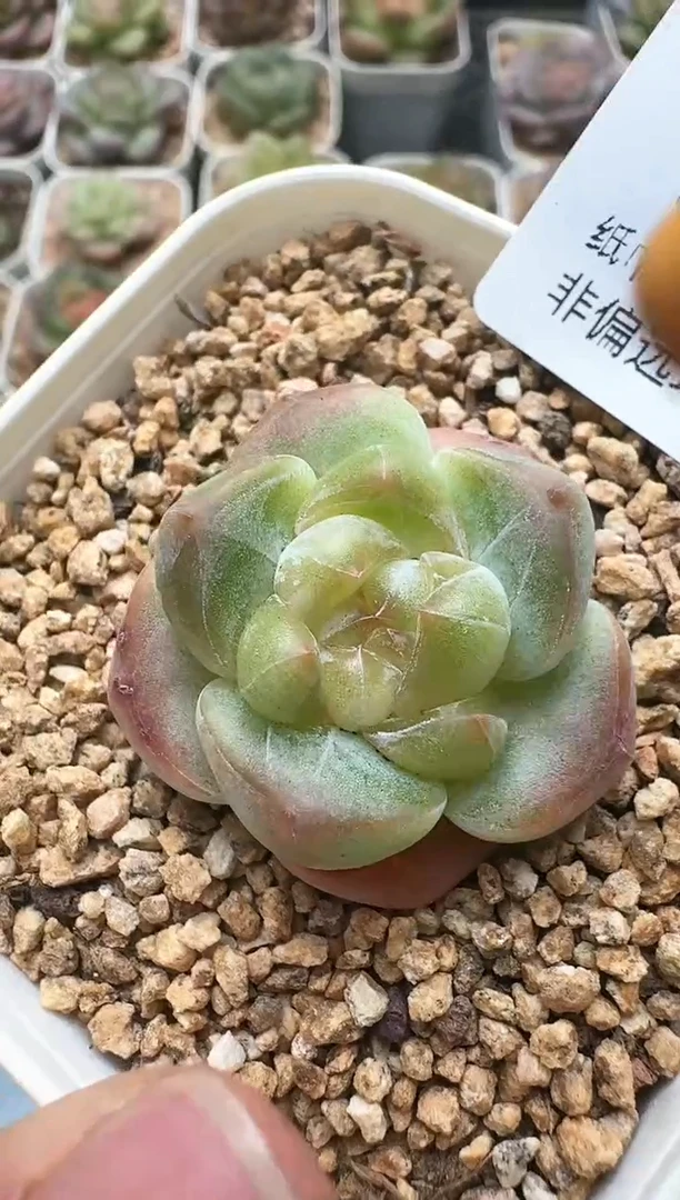448D云禹多肉植物 带盆土纸巾打包 3颗包邮