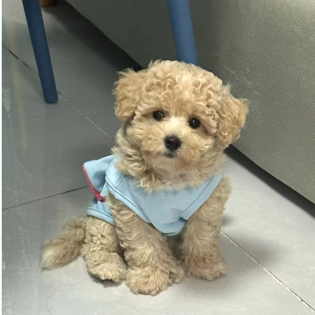 【萌宝小宠】宠物活体狗狗、一物小型犬一拍