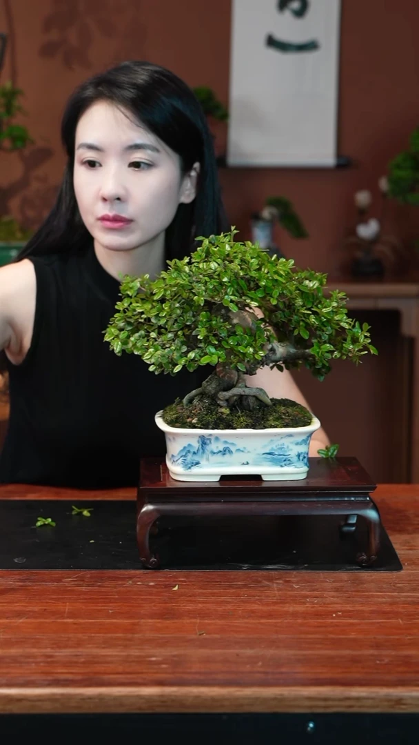 无花朵雀梅盆景盆景盆景