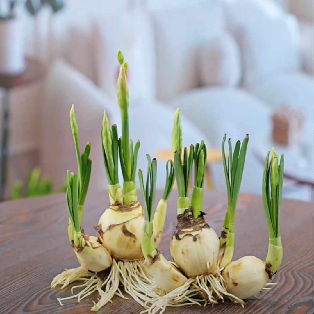【金水仙花大种球】漳州龙袍水仙花带花苞发货正宗高档特大开花浓香