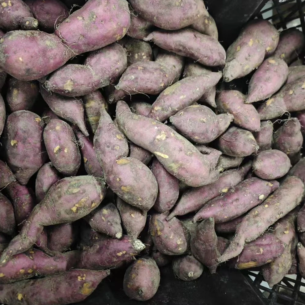 【散装】云南鸣门金时地瓜-6斤-仅大同市平城区云冈区可拍