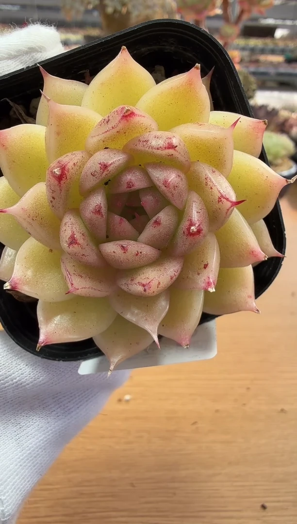 东云多肉园二店-113