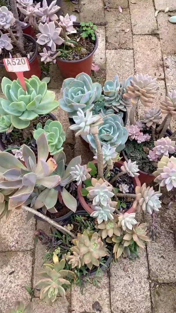 A520闪购清风花木兰多肉组合脱土发货