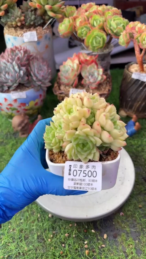 昆明印象多肉07500