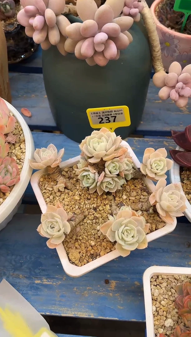 小鲁氏 满20包邮发货