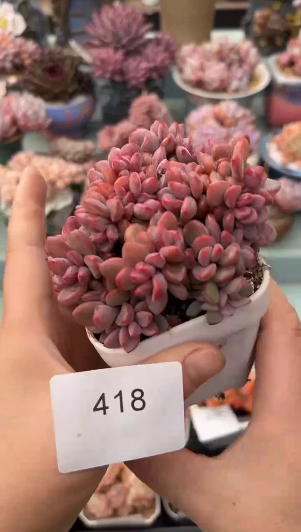 418群生紫星多肉