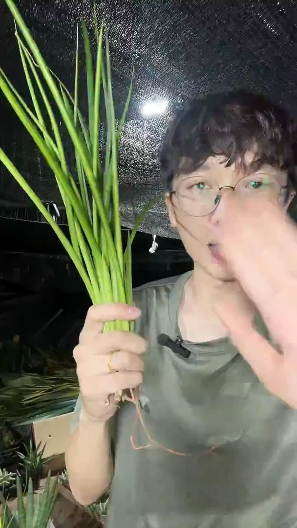 帕瓦侧芽裸根3棵9.9