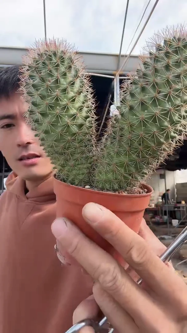 实生双头红花锦丸12.99