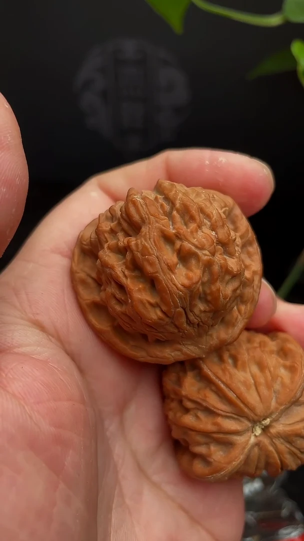 【闪购商品】文玩核桃把件41尺红狮子，团（全品）