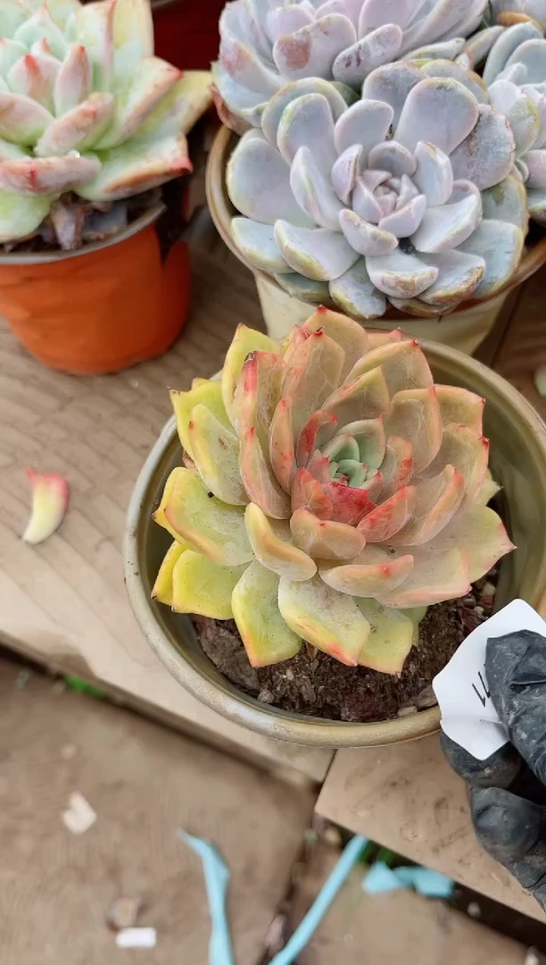 香****）26171多肉植物一物一拍