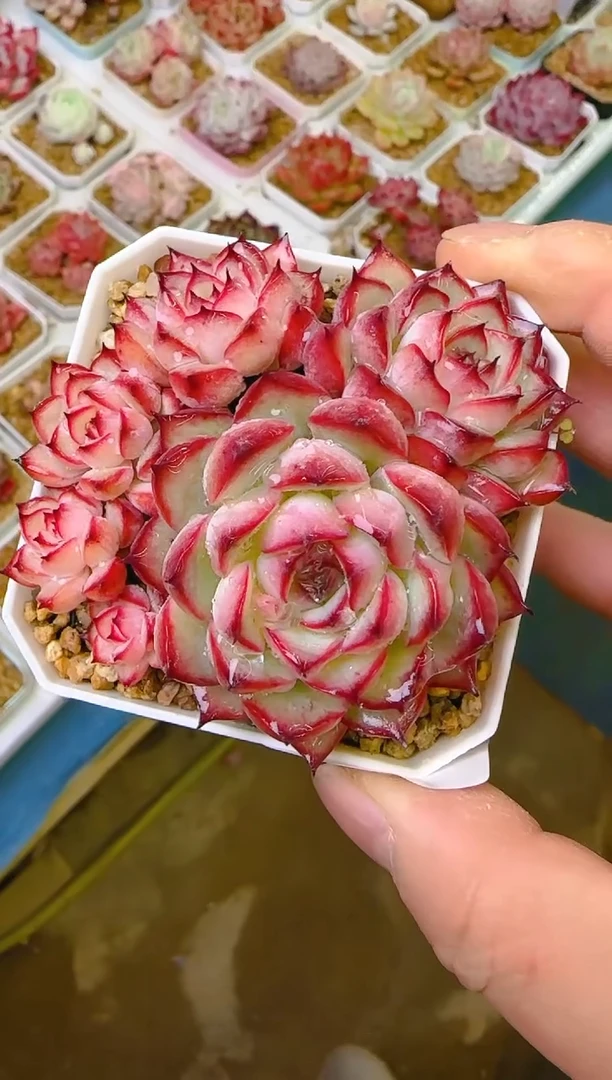 【闪购商品】凭—867—仙农（荷）