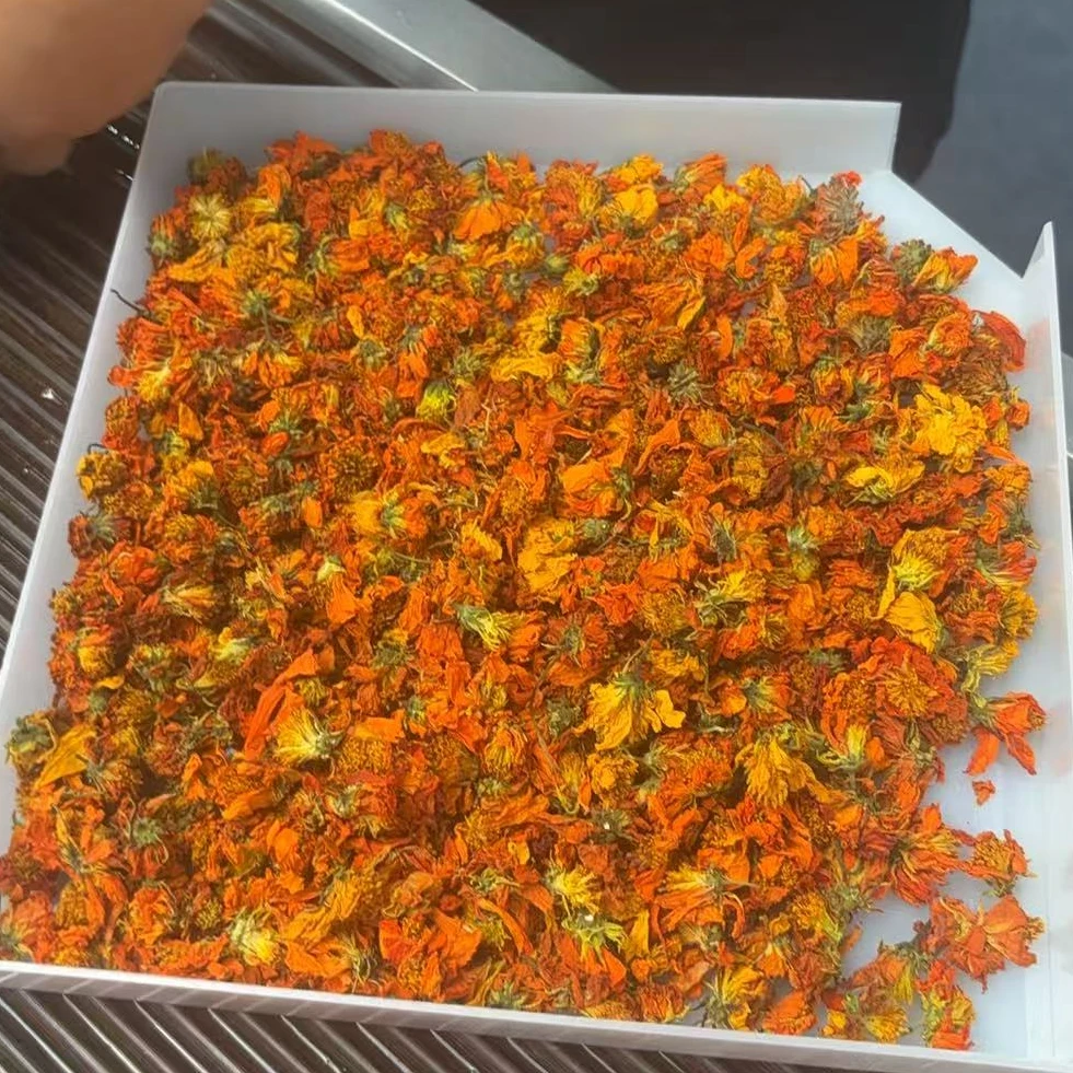 西域冰菊橙红透亮自然清香夏日必备Y