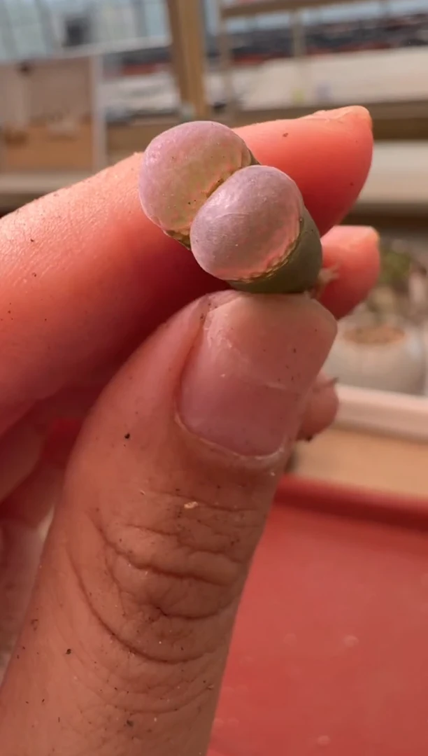 13-260多肉植物肉锥