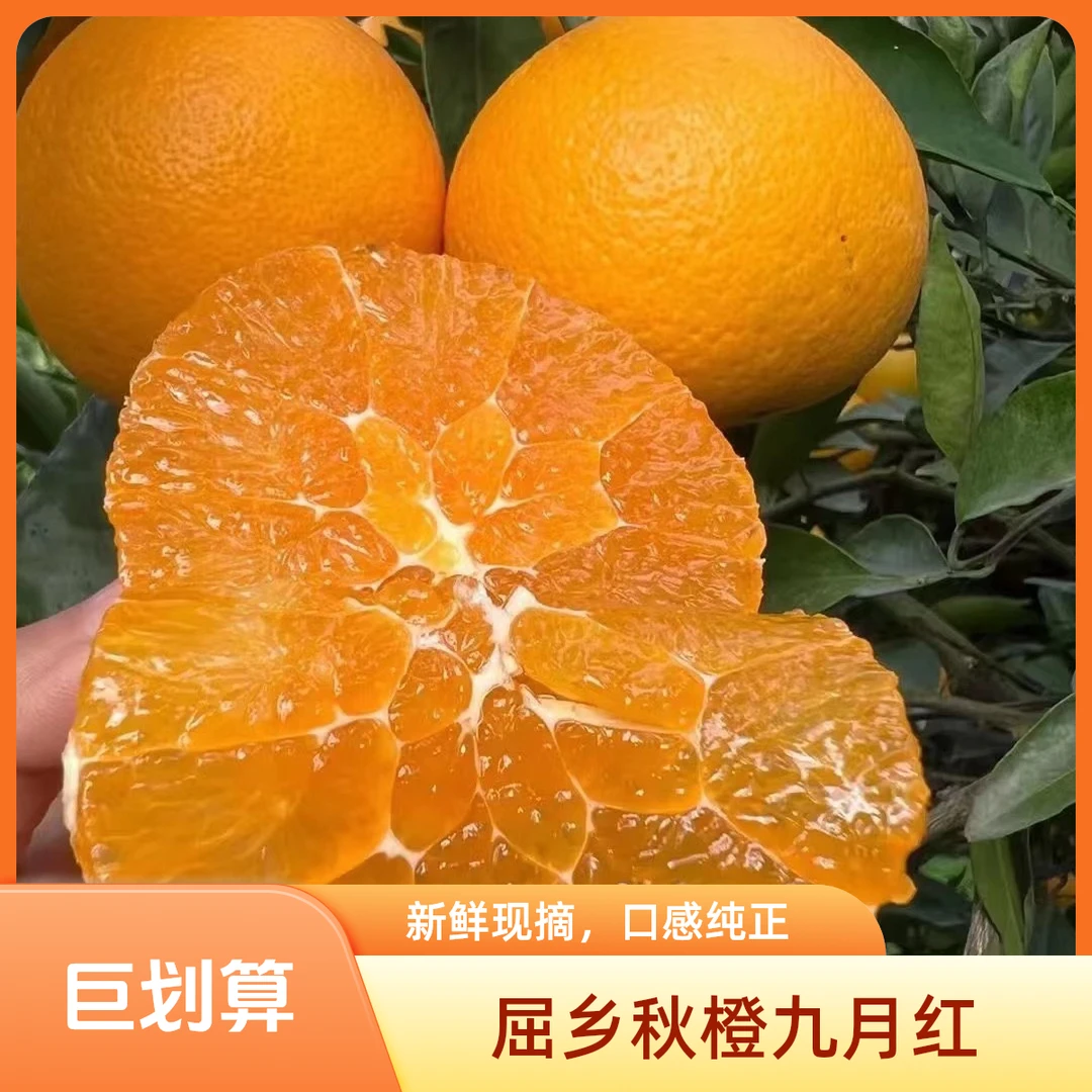 秭归江边九月红/三峡果冻橙/果园直采直发/个头不大/5斤坏果包赔