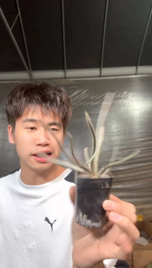 【实生根】  美杜莎