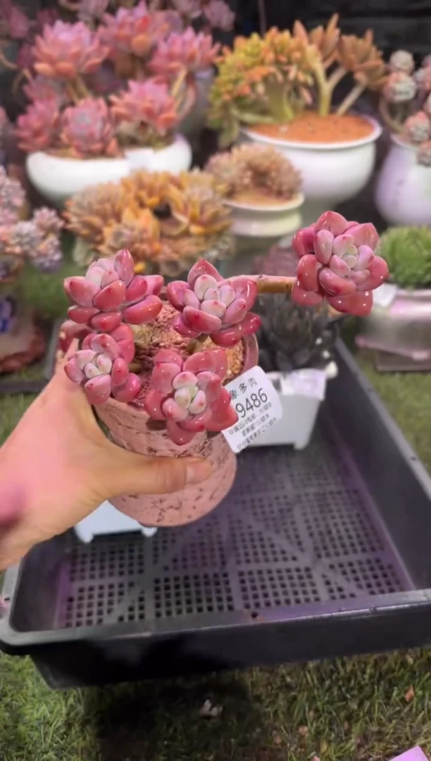 【闪购商品】09486