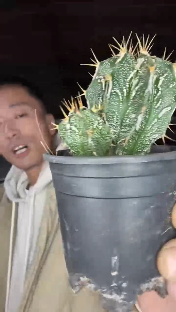 实生带崽核桃般诺22.99配货看图