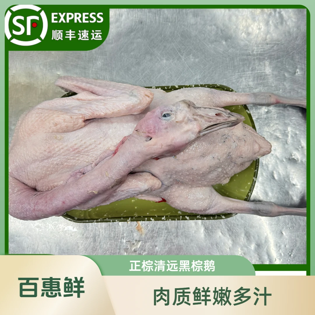 正棕农家散养120天清远黑棕鹅鹅肉散养食五谷杂粮
