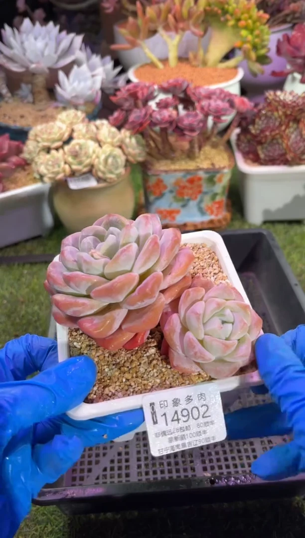 【闪购商品】14902