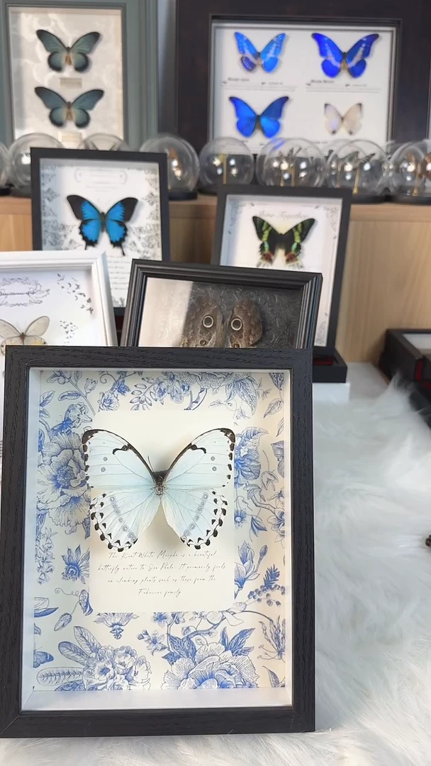 蝴蝶标本真实天然