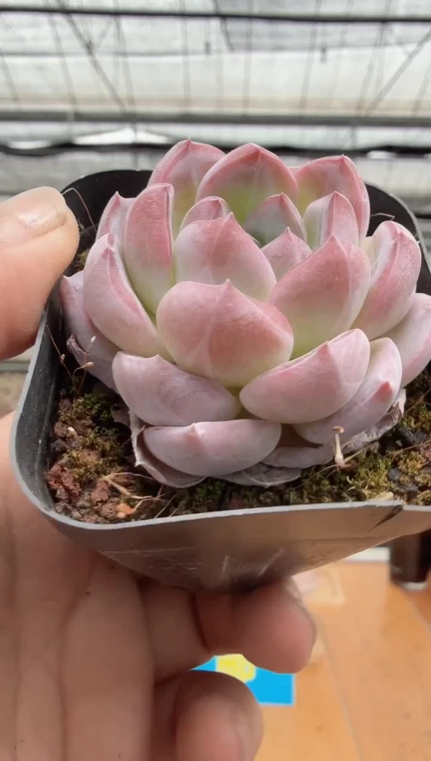 东云多肉园二店-105