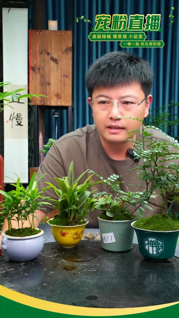 无花朵铁**婆苔藓微景观477号