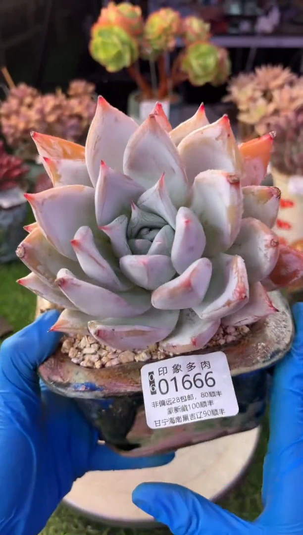 昆明印象多肉01666