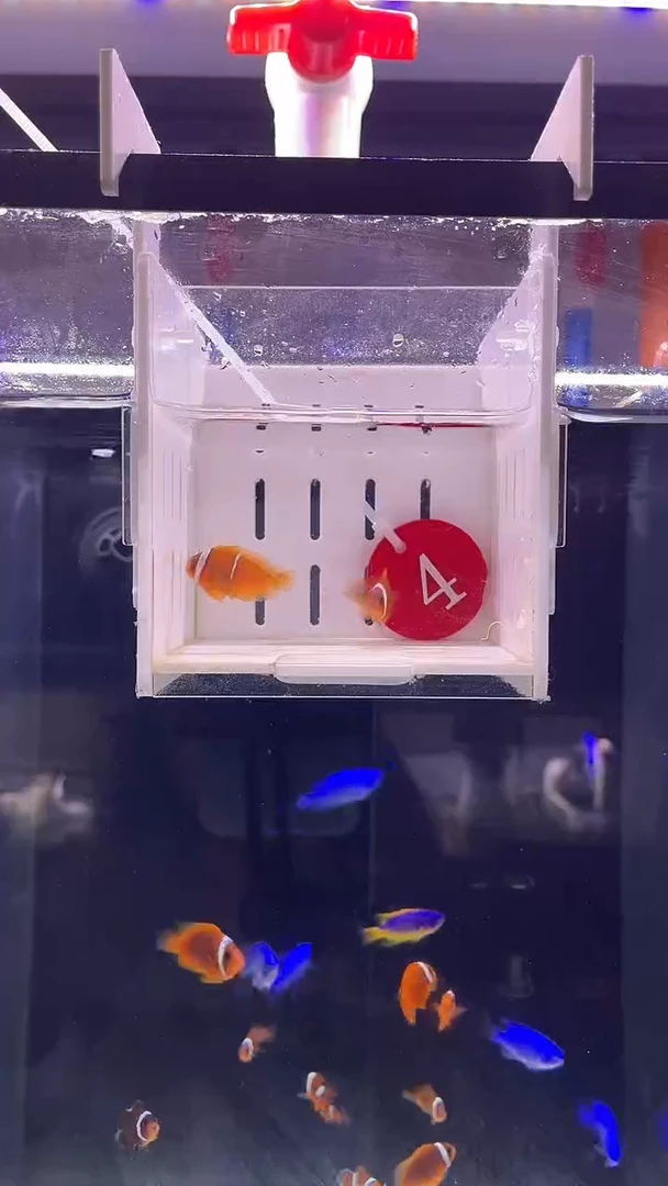 海水鱼番茄4号直播专拍