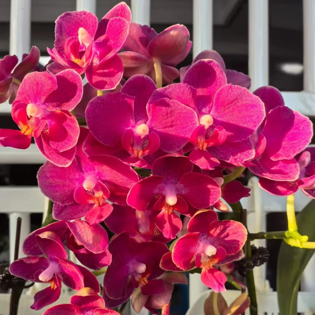 浓香型 爆花 3个花剑【樱桃香妃】蝴蝶兰花期长花量大