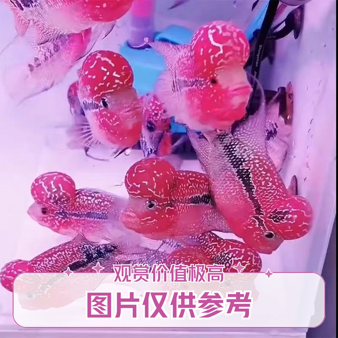 鸿运当头罗汉鱼活体热带观赏鱼好养耐活淡水鱼渔场发货1