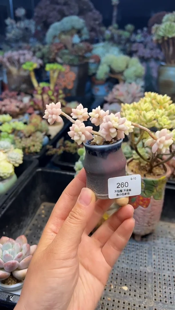 甜**麻260              花盆