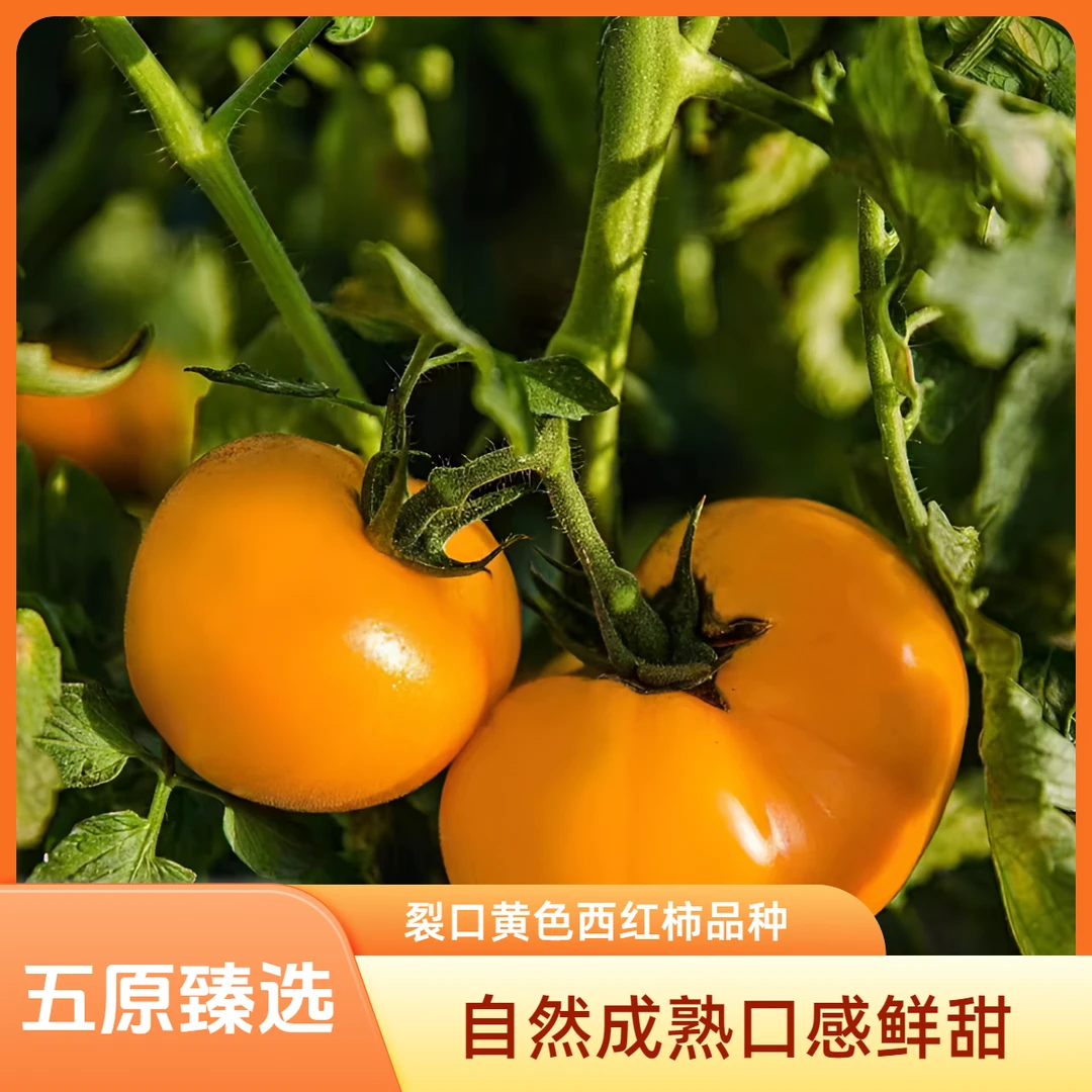 五原裂口黄色柿子西红柿新鲜老品种柿子西红柿番茄生吃山野食用