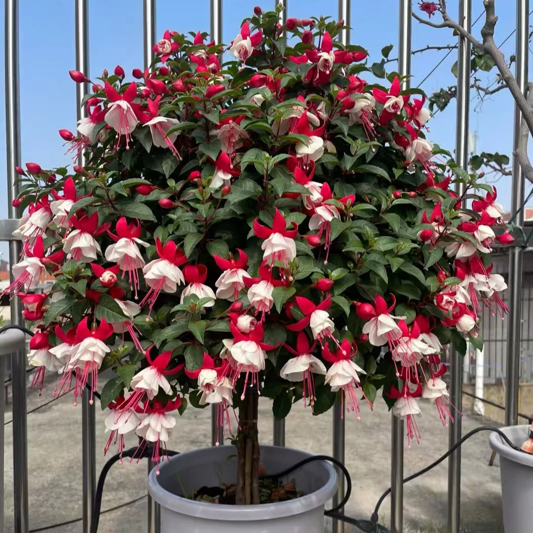 百叶裙倒挂金钟棒棒糖单瓣花苗盆栽室内绿植阳台四季开花带芽苞