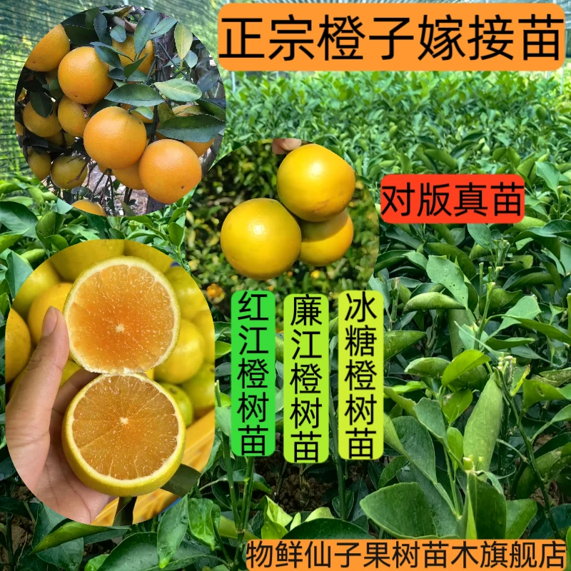 正宗橙子树苗正品红江橙树苗廉江橙嫁接苗冰糖蜜橙果苗南方种植苗