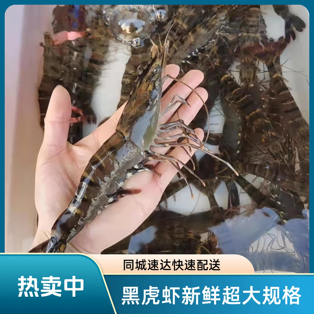 【小林优选】黑虎虾新鲜超大黑虎虾 同城速达